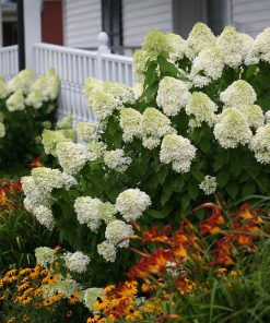 Hydrangea, Limelight