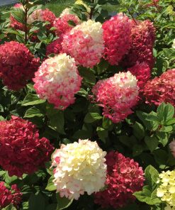 Hydrangea, Little Lime Punch