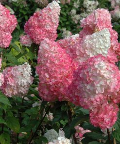 Hydrangea, Vanilla Strawberry