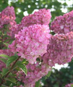 Hydrangea, Strawberry Shake