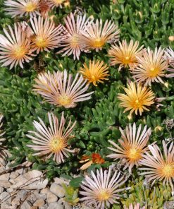Ice Plant, Alan's Apricot