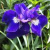 Iris, Siberian, Ruffled Velvet
