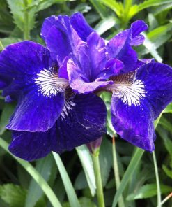 Iris, Siberian, Ruffled Velvet