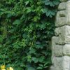 Ivy, Virginia Creeper
