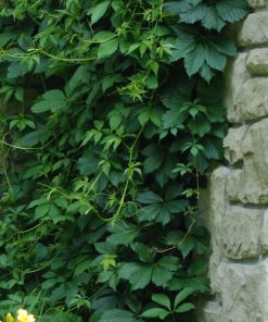 Ivy, Virginia Creeper