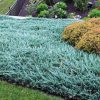 Juniper, Blue Chip