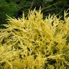 Juniper, Sea of Gold