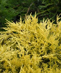 Juniper, Sea of Gold