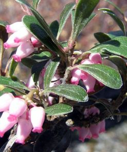 Kinnikinick Massachusetts