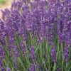 Lavender, Hidicote
