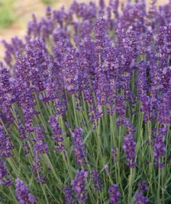 Lavender, Hidicote