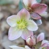 Lenten Rose, Ivory Prince