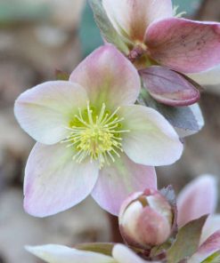 Lenten Rose, Ivory Prince