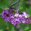 Lilac, Pocahontas