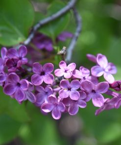 Lilac, Pocahontas