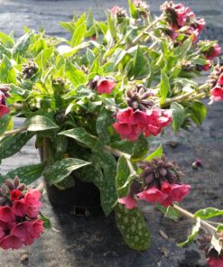 Lungwort, Lisa Marie