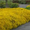 Lydian, Broom