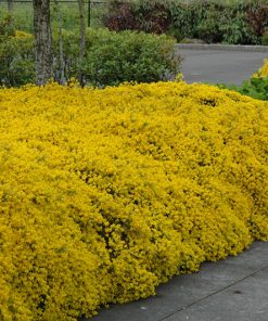 Lydian, Broom