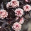 Ninebark, Dark Star