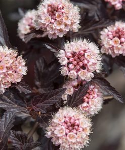 Ninebark, Dark Star