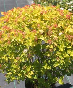 Ninebark, Dart's Gold