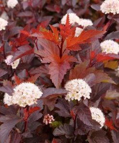 Ninebark, Ginger Wine