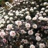Ninebark, Summer Wine Black
