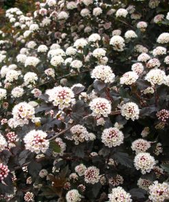 Ninebark, Summer Wine Black
