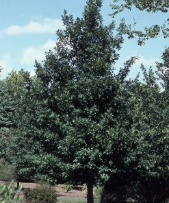 Oak, Prairie Stature (English x White)