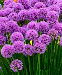 Ornamental Onion, Millenium