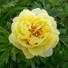 Peony, Bartzella (ITOH)