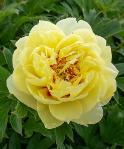 Peony, Bartzella (ITOH)