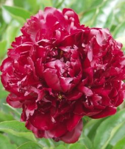 Peony, Lady in Red