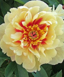 Peony, Misaka (Beautiful Blossom)