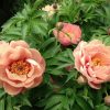 Peony, ITOH Garden Candy 'Peach-a-licious'