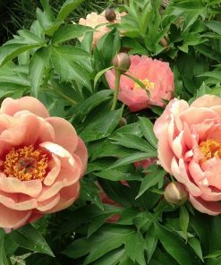 Peony, ITOH Garden Candy 'Peach-a-licious'