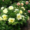 Peony, ITOH Garden Candy 'Pineapple Fizz'