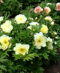 Peony, ITOH Garden Candy 'Pineapple Fizz'