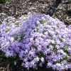 Phlox, Creeping, Blue Emerald