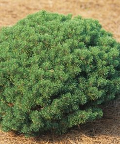 Pine, Mops Mugo