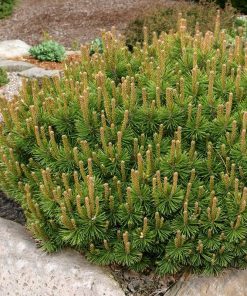 Pine, Slowmound Mugo