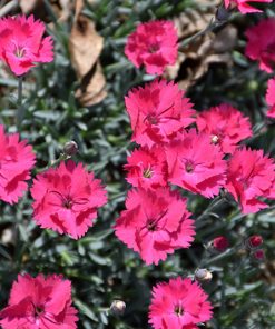 Pink, Paint the Town Magenta