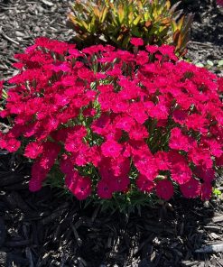 Pink, Paint the Town Red