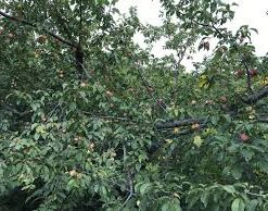 Plum, Pipestone Standard