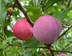 Plum, Toka Standard