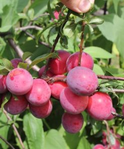 Plum, Waneta