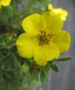 Potentilla, Cheesehead