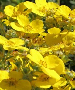Potentilla, Dakota Sunspot