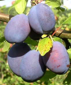 Prune, Stanley Dwarf