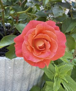 Rose, Shrub, Coral Cove